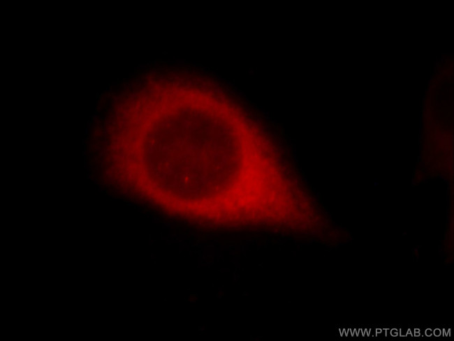 AHCYL1 Antibody in Immunocytochemistry (ICC/IF)