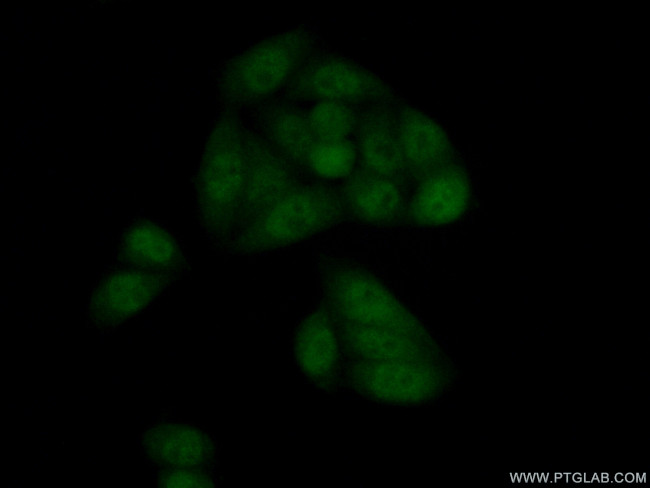 LSM5 Antibody in Immunocytochemistry (ICC/IF)