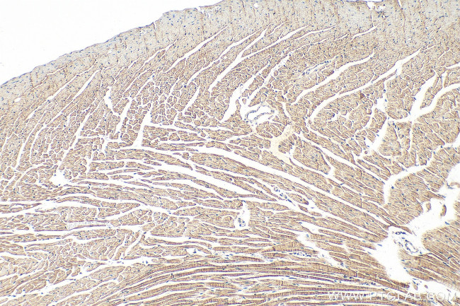 UBL5 Antibody in Immunohistochemistry (Paraffin) (IHC (P))