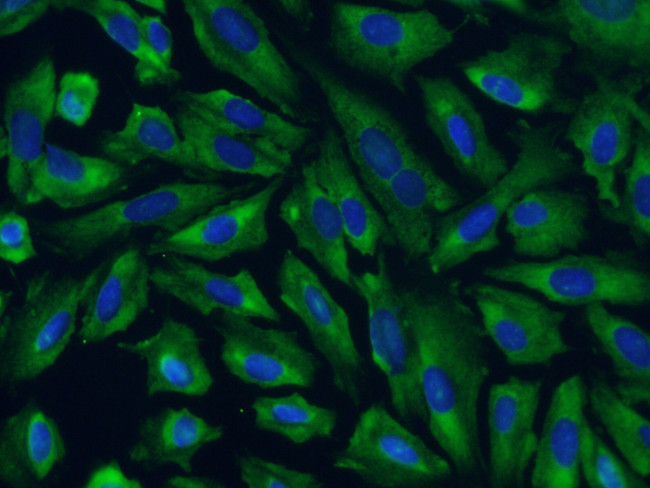 SERBP1 Antibody in Immunocytochemistry (ICC/IF)