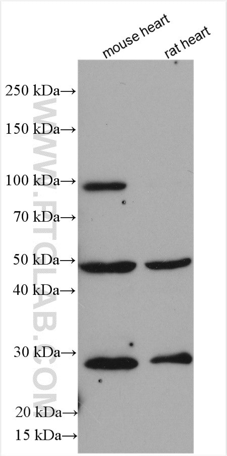 DTNA Antibody in Western Blot (WB)