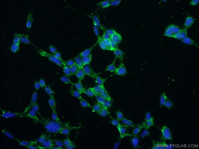 NIPSNAP3A Antibody in Immunocytochemistry (ICC/IF)