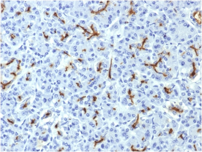 CFTR (Cystic Fibrosis Transmembrane Conductance Regulator) Antibody in Immunohistochemistry (Paraffin) (IHC (P))