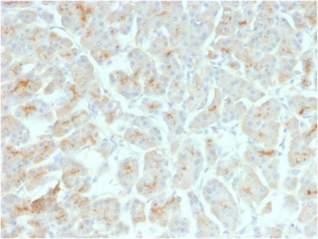 CFTR (Cystic Fibrosis Transmembrane Conductance Regulator) Antibody in Immunohistochemistry (Paraffin) (IHC (P))