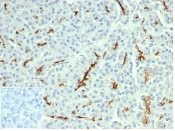 CFTR (Cystic Fibrosis Transmembrane Conductance Regulator) Antibody in Immunohistochemistry (Paraffin) (IHC (P))