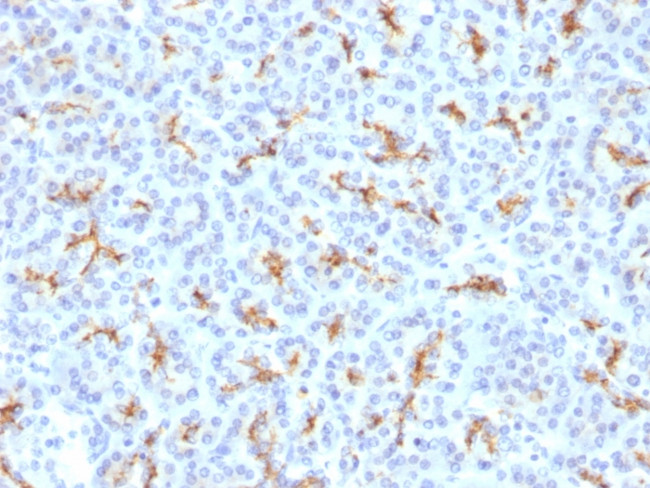 CFTR (Cystic Fibrosis Transmembrane Conductance Regulator) Antibody in Immunohistochemistry (Paraffin) (IHC (P))