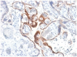 HCG-beta Antibody in Immunohistochemistry (Paraffin) (IHC (P))
