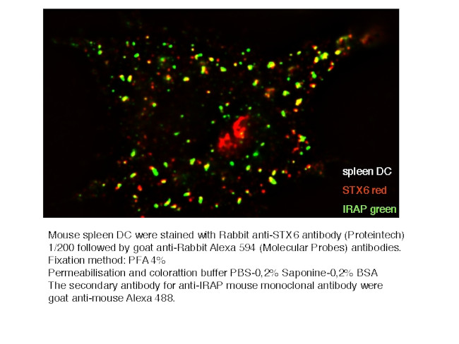 Syntaxin 6 Antibody in Immunocytochemistry (ICC/IF)