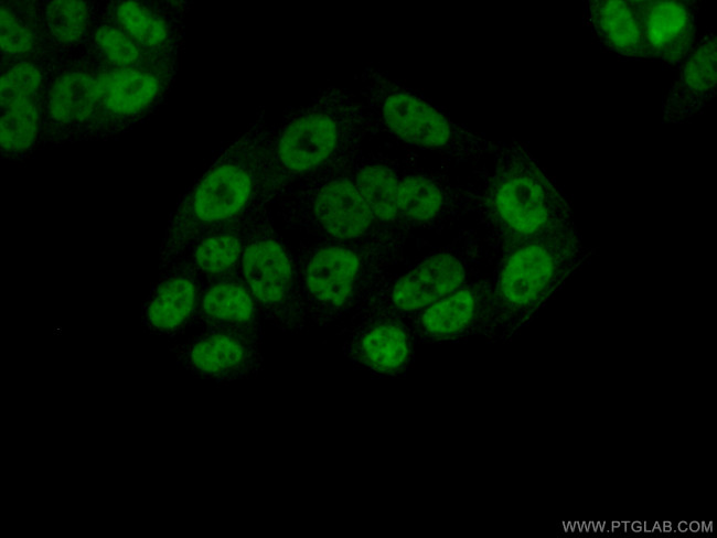 HNRNPA0 Antibody in Immunocytochemistry (ICC/IF)