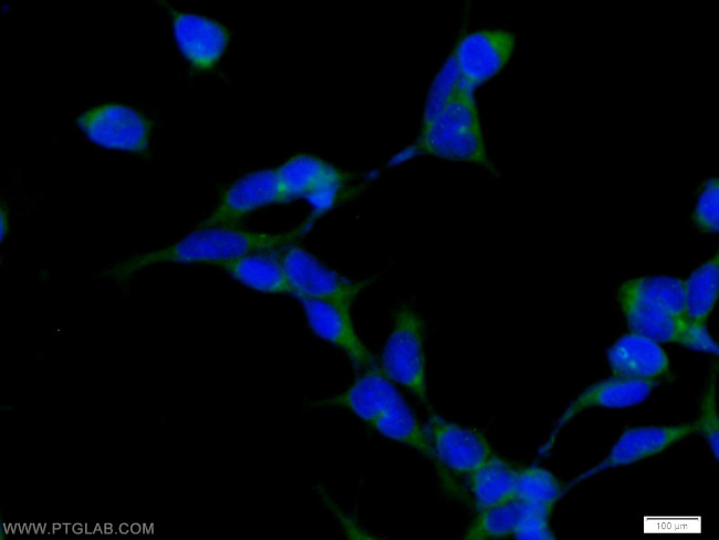 HOOK1 Antibody in Immunocytochemistry (ICC/IF)