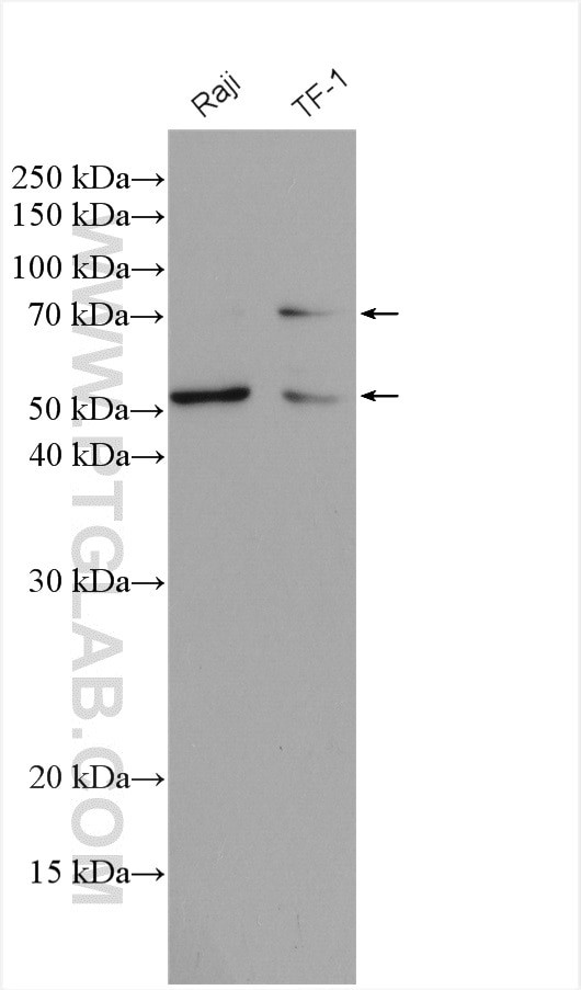 CD58 Antibody in Western Blot (WB)