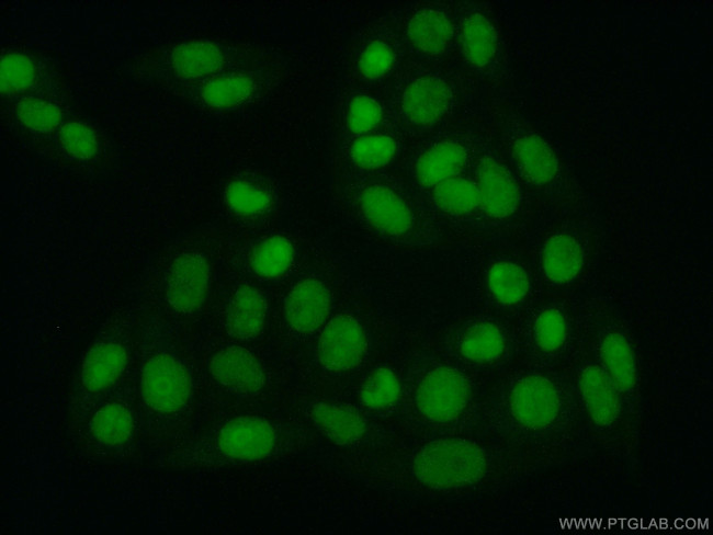 SUB1 Antibody in Immunocytochemistry (ICC/IF)