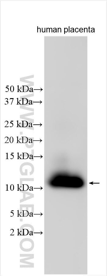 LSM2 Antibody in Western Blot (WB)