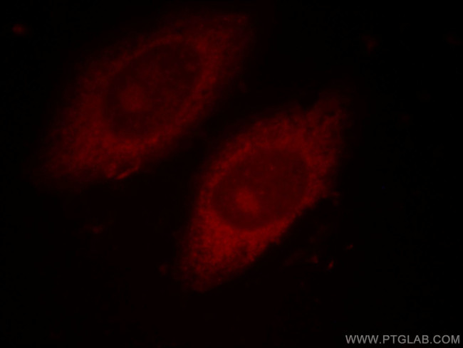 CUL2 Antibody in Immunocytochemistry (ICC/IF)