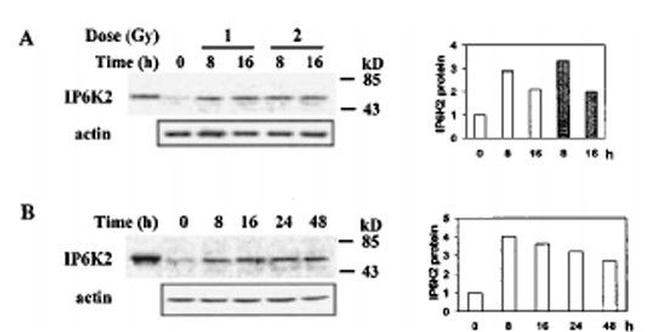 MAP-1 Antibody in Western Blot (WB)