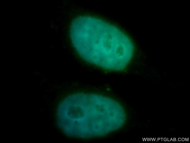 DRAP1 Antibody in Immunocytochemistry (ICC/IF)
