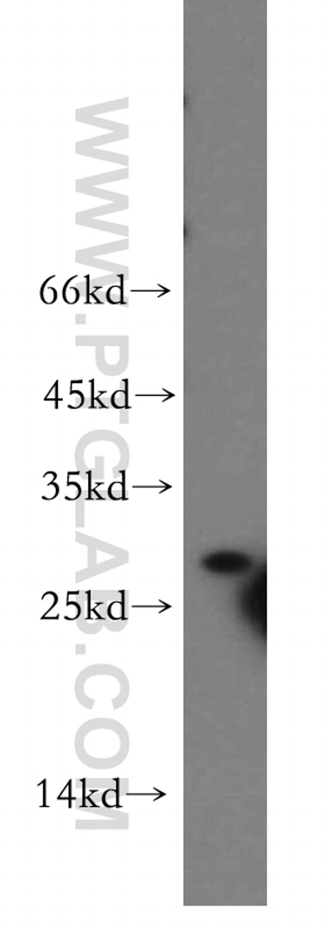 Syntaxin 10 Antibody in Western Blot (WB)