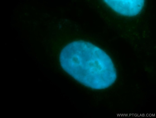 SFRS7 Antibody in Immunocytochemistry (ICC/IF)