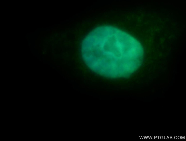 POLR3K Antibody in Immunocytochemistry (ICC/IF)