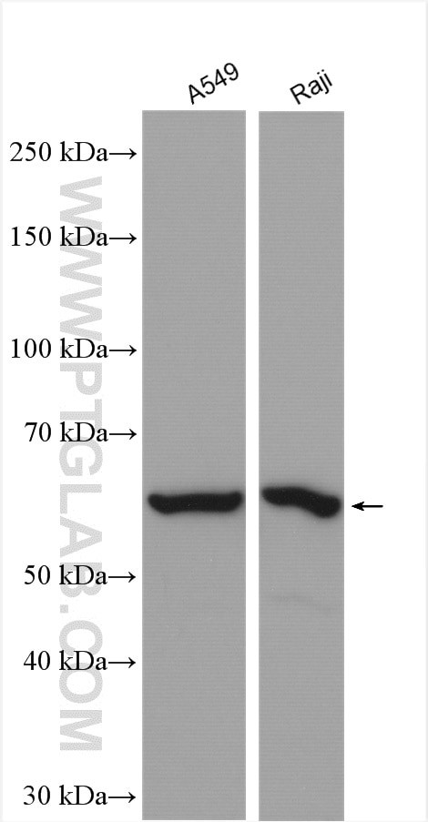 CLK2 Antibody in Western Blot (WB)