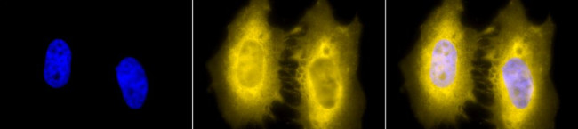 HSF2 Antibody in Immunocytochemistry (ICC/IF)