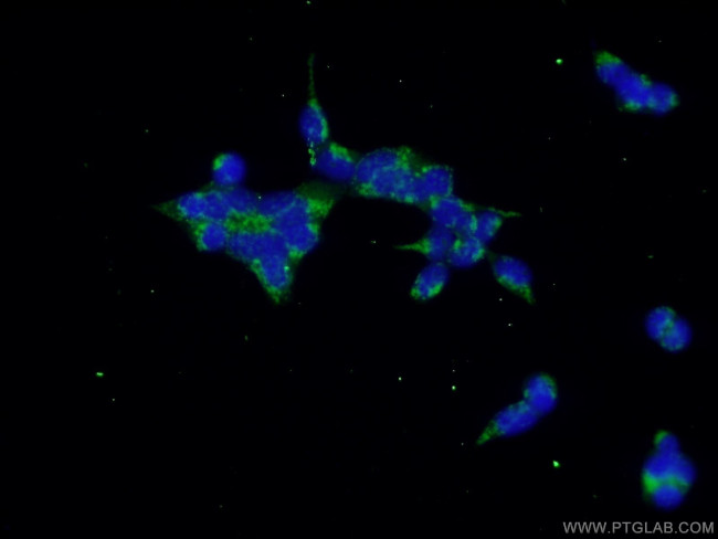 CUL3 Antibody in Immunocytochemistry (ICC/IF)