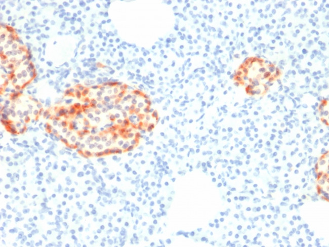 Chromogranin A/CHGA (Neuroendocrine Marker) Antibody in Immunohistochemistry (Paraffin) (IHC (P))