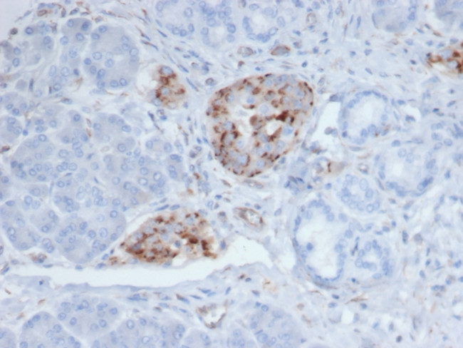 Chromogranin A/CHGA (Neuroendocrine Marker) Antibody in Immunohistochemistry (Paraffin) (IHC (P))