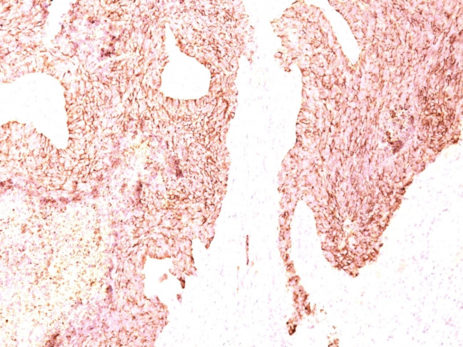 Chromogranin A (Neuroendocrine Marker) Antibody in Immunohistochemistry (Paraffin) (IHC (P))