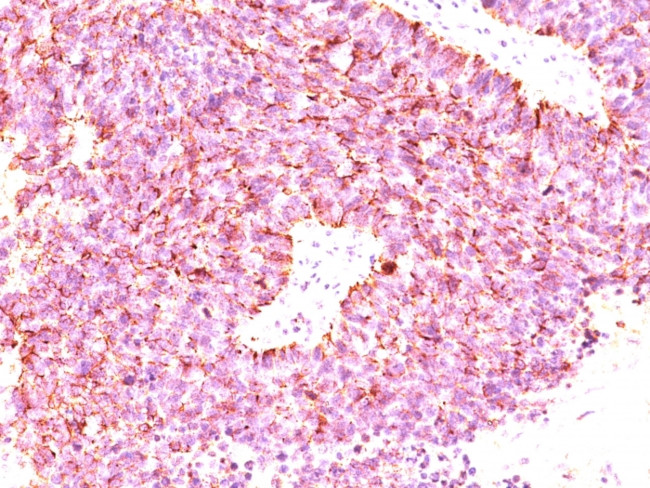 Chromogranin A/CHGA (Neuroendocrine Marker) Antibody in Immunohistochemistry (Paraffin) (IHC (P))