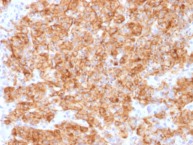 Chromogranin A/CHGA Antibody in Immunohistochemistry (Paraffin) (IHC (P))