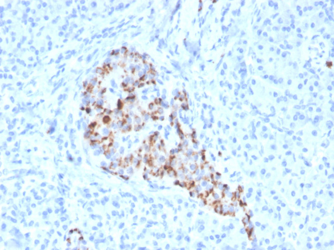Chromogranin A/CHGA (Neuroendocrine Marker) Antibody in Immunohistochemistry (Paraffin) (IHC (P))