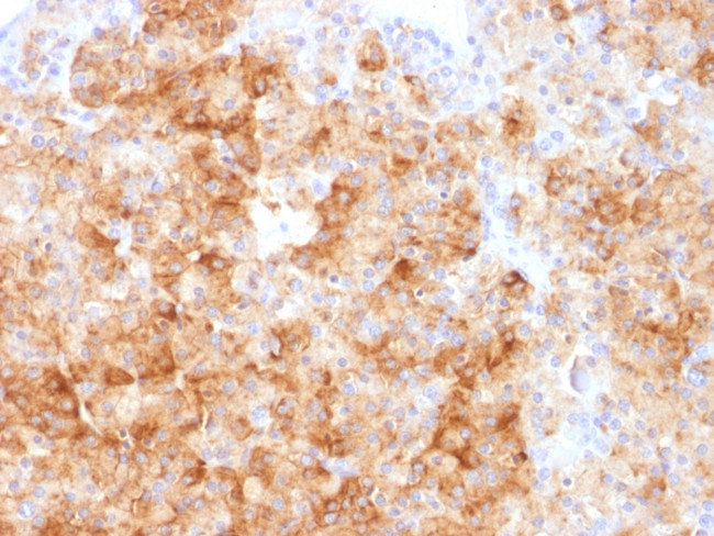 Chromogranin A/CHGA (Neuroendocrine Marker) Antibody in Immunohistochemistry (Paraffin) (IHC (P))
