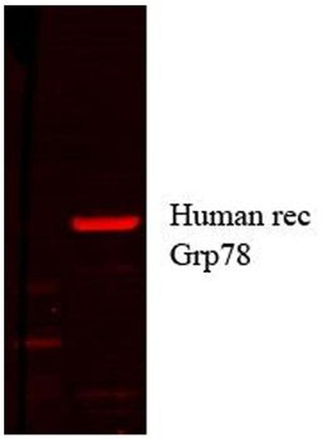 Grp78 Antibody in Western Blot (WB)