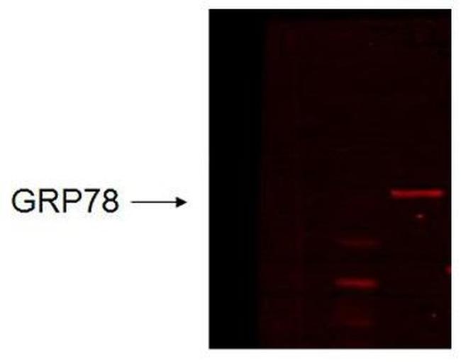 Grp78 Antibody in Western Blot (WB)