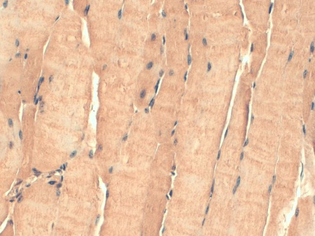 tsp23 Antibody in Immunohistochemistry (PFA fixed) (IHC (PFA))