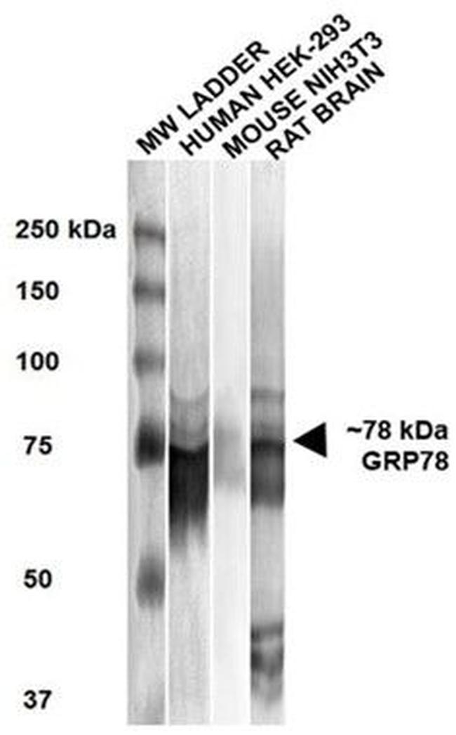 GRP78 Antibody in Western Blot (WB)
