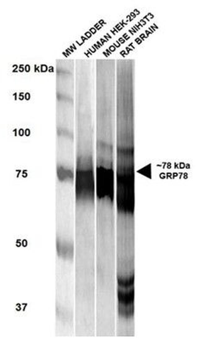 GRP78 Antibody in Western Blot (WB)