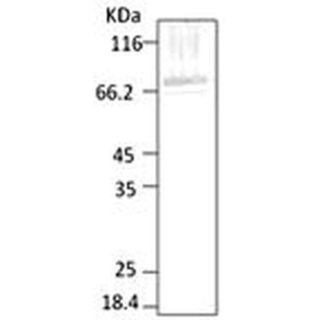 Hsp70 Antibody in Western Blot (WB)