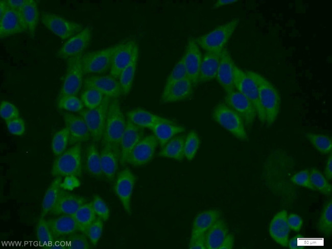 PMF1 Antibody in Immunocytochemistry (ICC/IF)