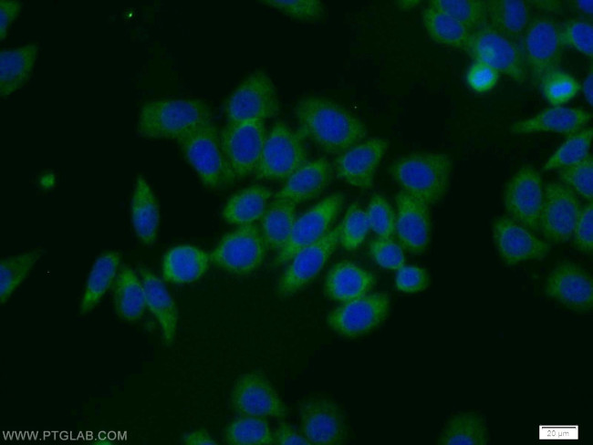 EIF1AY Antibody in Immunocytochemistry (ICC/IF)