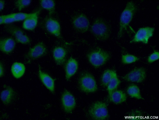 SUMF2 Antibody in Immunocytochemistry (ICC/IF)