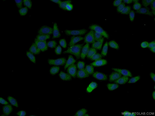 CRIPT Antibody in Immunocytochemistry (ICC/IF)
