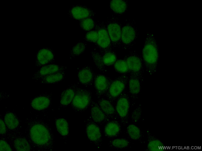 RAD51AP1 Antibody in Immunocytochemistry (ICC/IF)