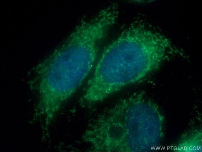 Tom22 Antibody in Immunocytochemistry (ICC/IF)