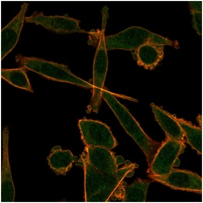 KLF12 Antibody in Immunocytochemistry (ICC/IF)