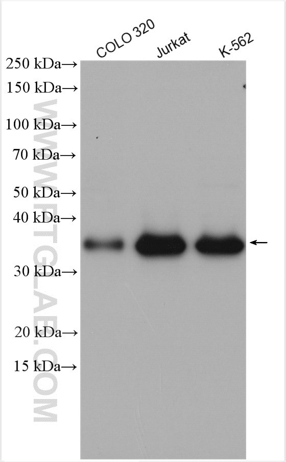 PLEKHA3 Antibody in Western Blot (WB)