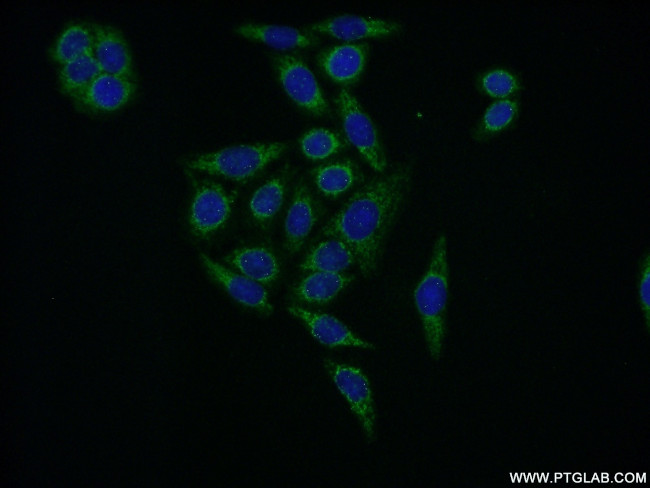 EIF2B3 Antibody in Immunocytochemistry (ICC/IF)