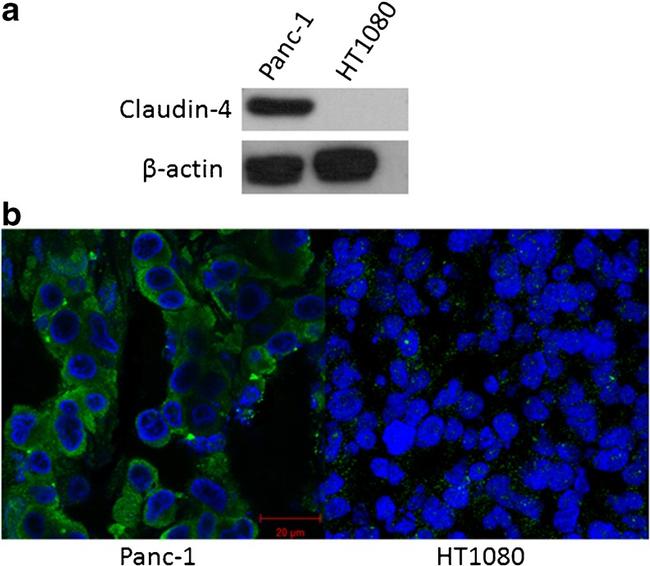 Claudin 4 Antibody in Western Blot (WB)