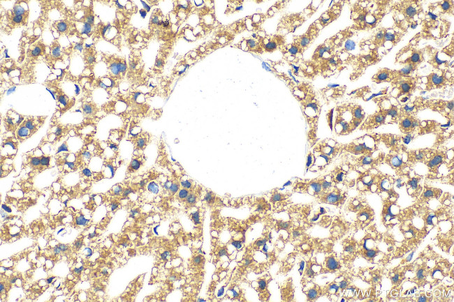 HINT3 Antibody in Immunohistochemistry (Paraffin) (IHC (P))